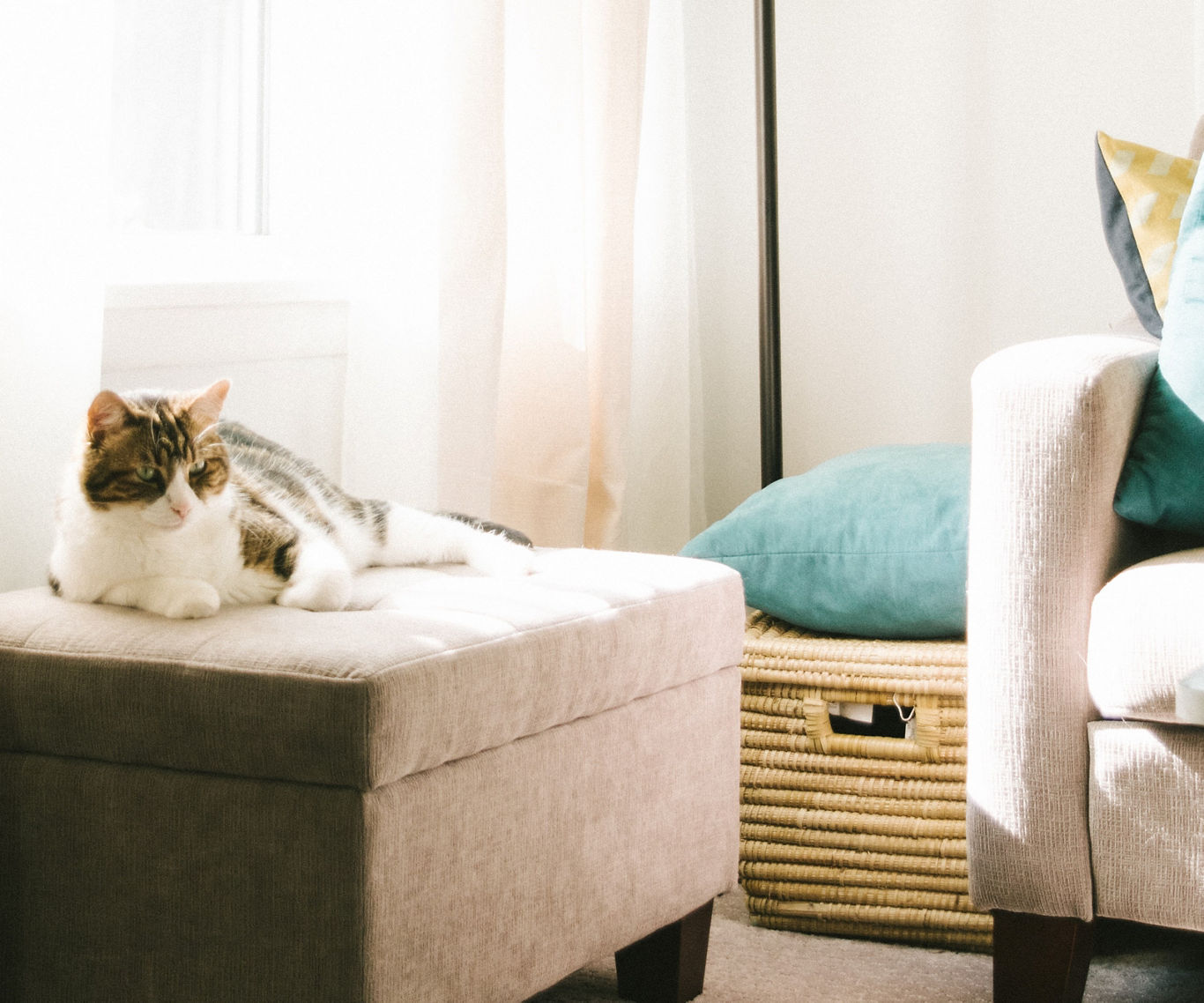 Cat Laying on Ottoman | Blog | Greystar